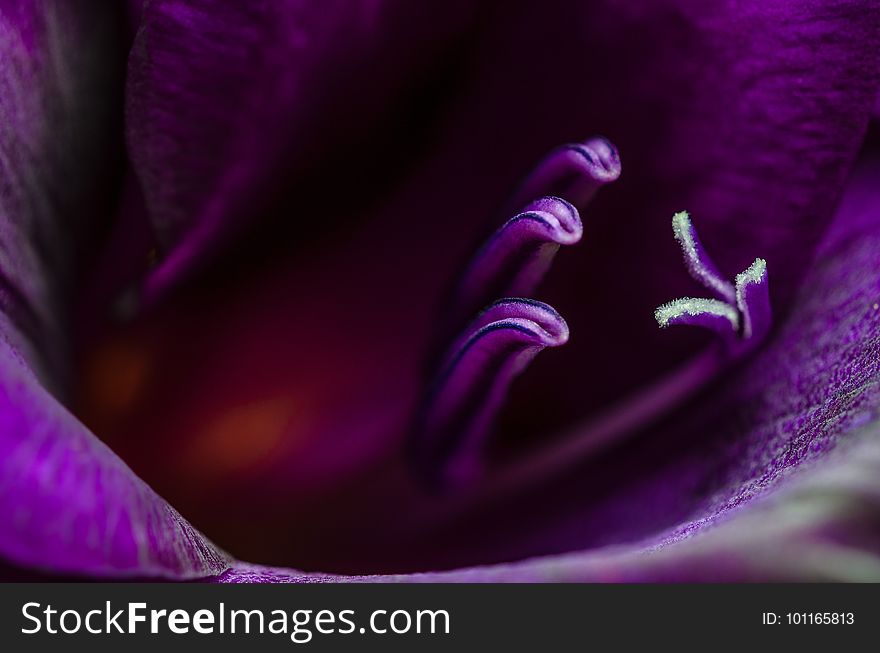 Violet, Purple, Flower, Close Up