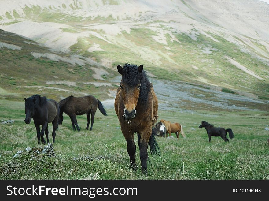 Horse, Pasture, Ecosystem, Horse Like Mammal