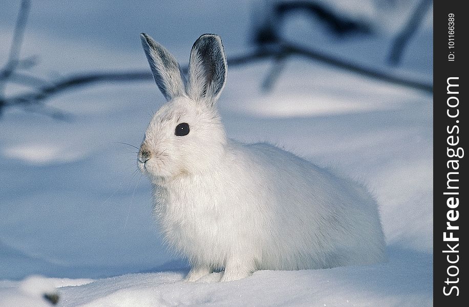Mammal, Rabits And Hares, Hare, Rabbit