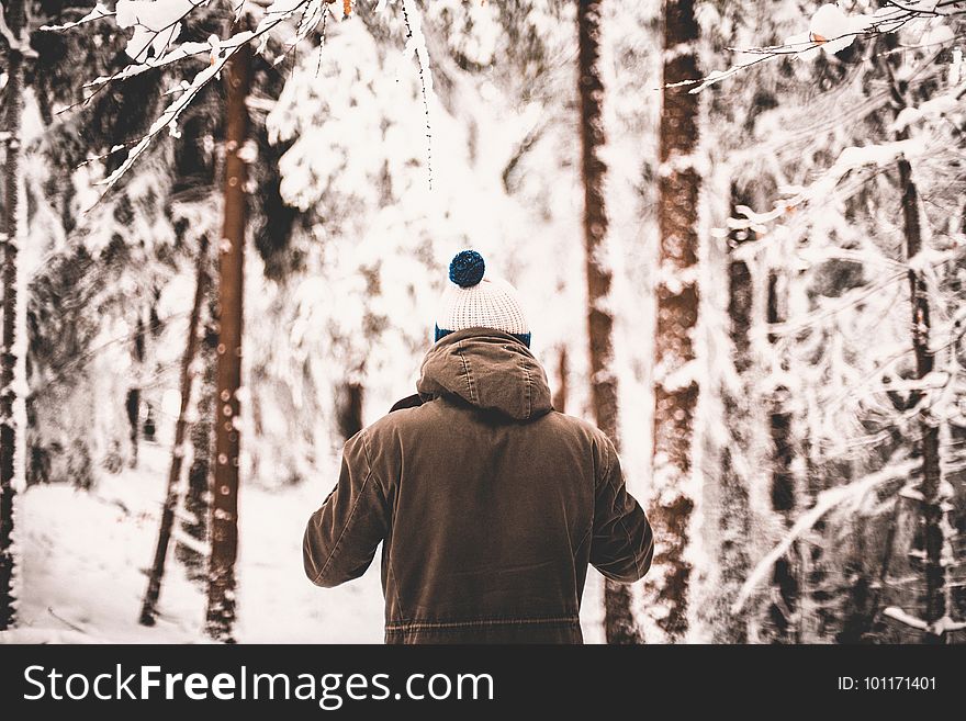 Winter, Snow, Tree, Photograph