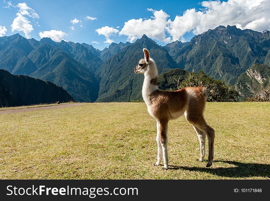 Llama, Grassland, Fauna, Ecosystem