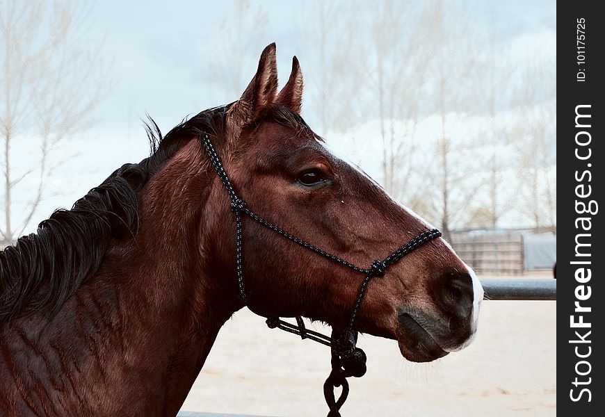 Horse, Halter, Bridle, Rein