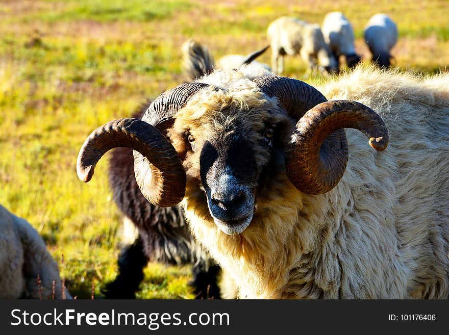 Horn, Sheep, Grass, Cow Goat Family