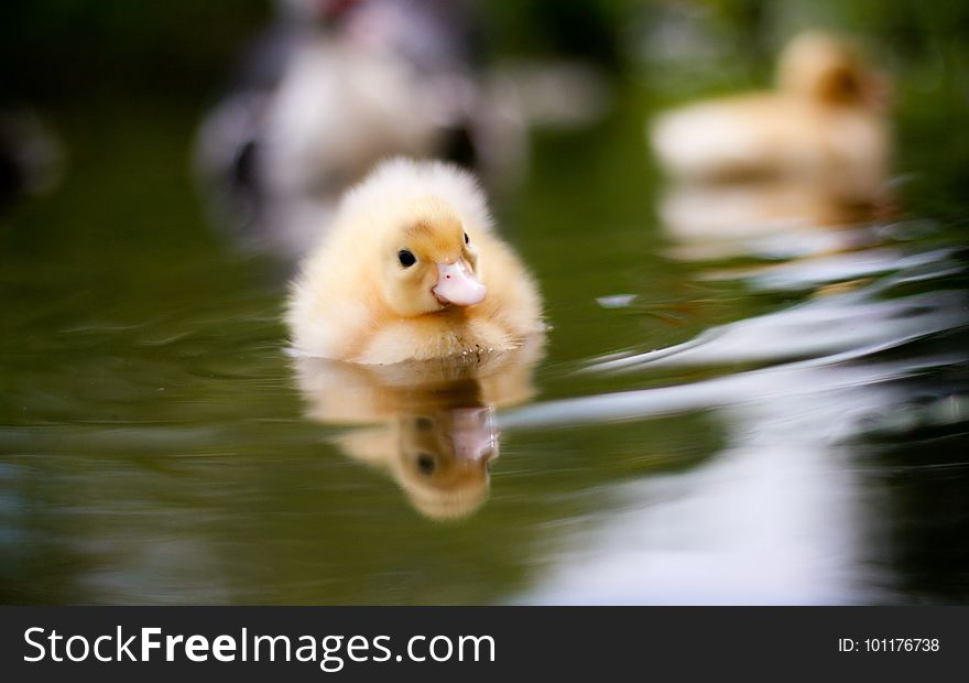 Bird, Duck, Water Bird, Water