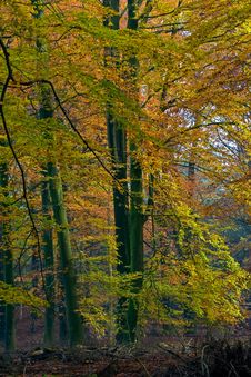 Landscape Of A Forest With Colorful Autumn Trees Stock Photos Landscape Of A Forest With Colorful Autumn Trees Stock Photos