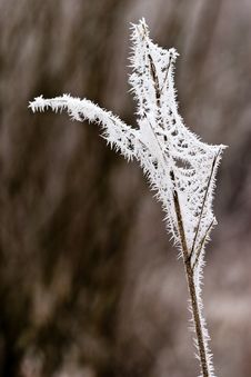 Hoar Frost Or Soft Rime On Plants At A Winter Day Stock Photography Hoar Frost Or Soft Rime On Plants At A Winter Day Stock Photography