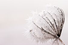 Hoar Frost Or Soft Rime On Plants At A Winter Day Royalty Free Stock Photo Hoar Frost Or Soft Rime On Plants At A Winter Day Royalty Free Stock Photo