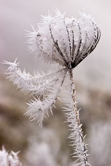 Hoar Frost Or Soft Rime On Plants At A Winter Day Royalty Free Stock Image Hoar Frost Or Soft Rime On Plants At A Winter Day Royalty Free Stock Image