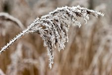 Hoar Frost Or Soft Rime On Plants At A Winter Day Stock Photography