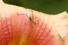 Small Green Bug On Flower Royalty Free Stock Photo Small Green Bug On Flower Royalty Free Stock Photo