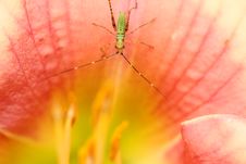 Green Bug Stock Images Green Bug Stock Images