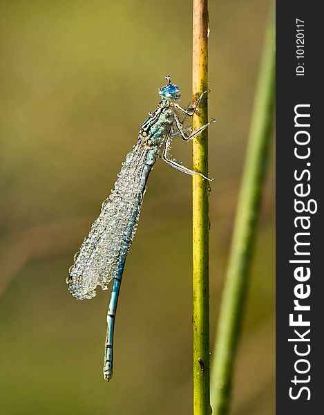 A drying damselfly in dew-drops