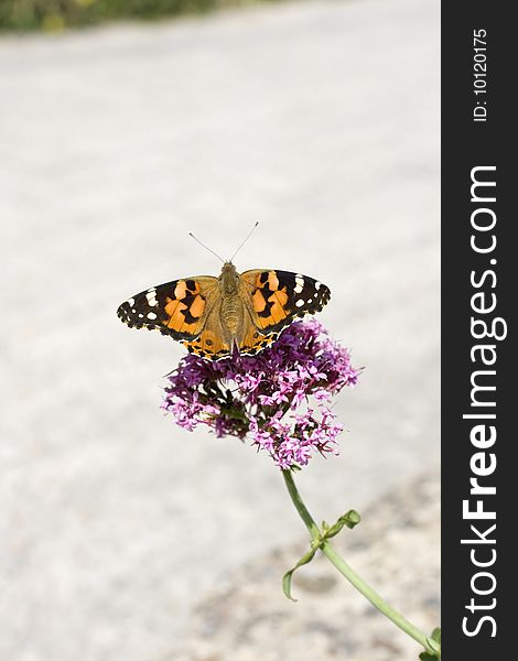 Butterfly blak and orange on a pink flower. Butterfly blak and orange on a pink flower