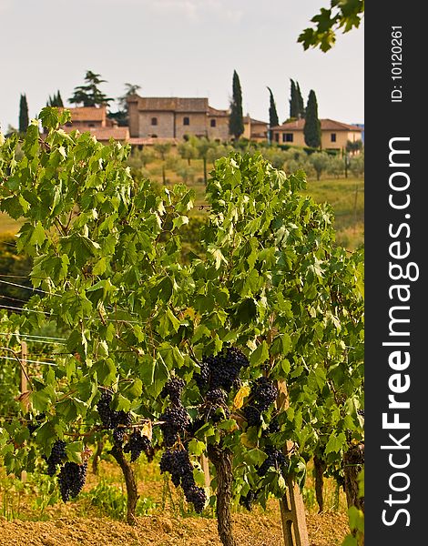 Vineyard in the hills of Toscane Italy