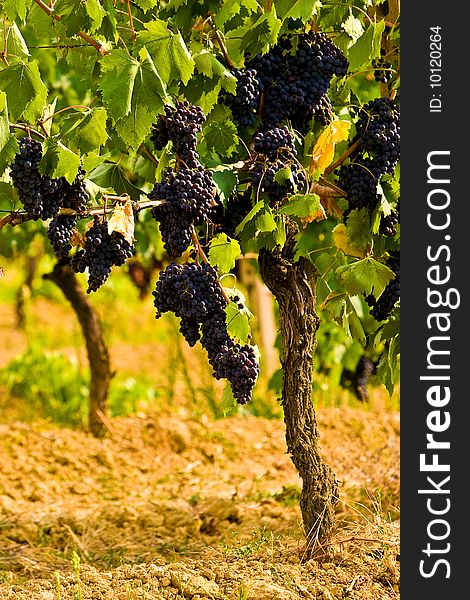 Vineyard In The Hills Of Toscane