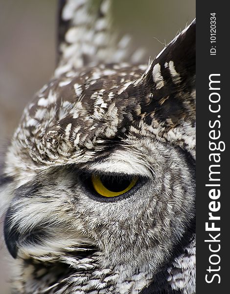 A close-up of an Eagle Owl