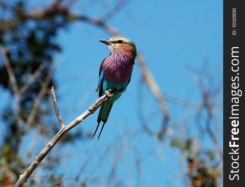 Lilacbreasted Roller (Coracias caudata) in Africa