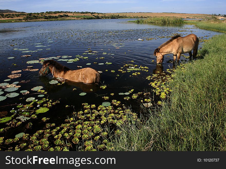 Two thirsty horses drinking water in a beautiful lake in summer. Two thirsty horses drinking water in a beautiful lake in summer