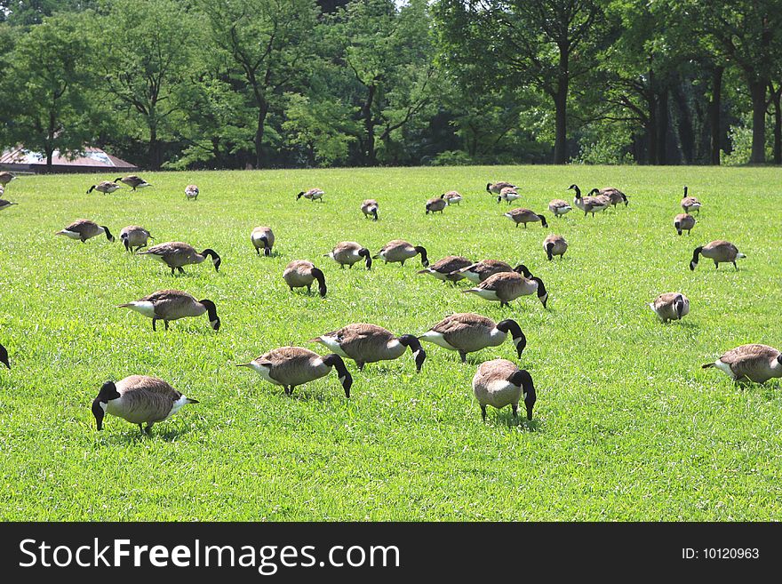 The ducks are eating fresh green grass. The ducks are eating fresh green grass