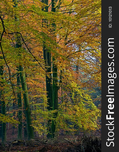 Landscape of a forest with colorful autumn trees on a sunny day