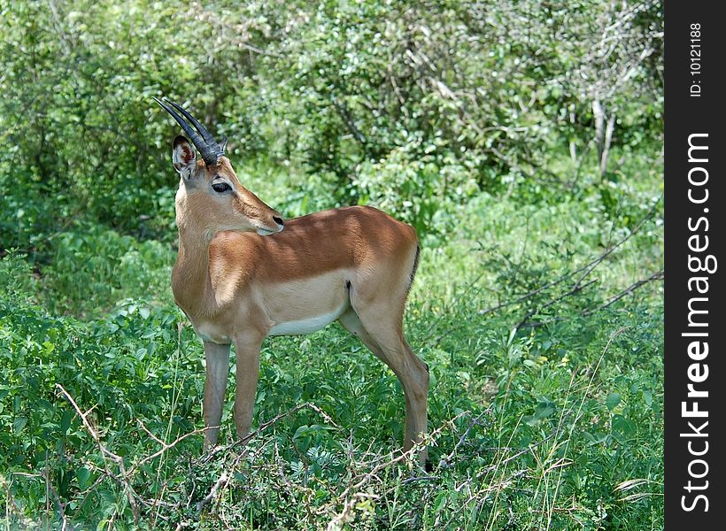 Male Impala Antelope (Aepyceros Melampus) in the Kruger Park, South Africa. Male Impala Antelope (Aepyceros Melampus) in the Kruger Park, South Africa.