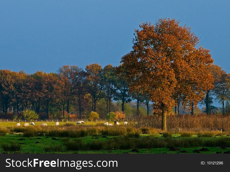 Landscape of a farmland with colorful autumn trees on a sunny day