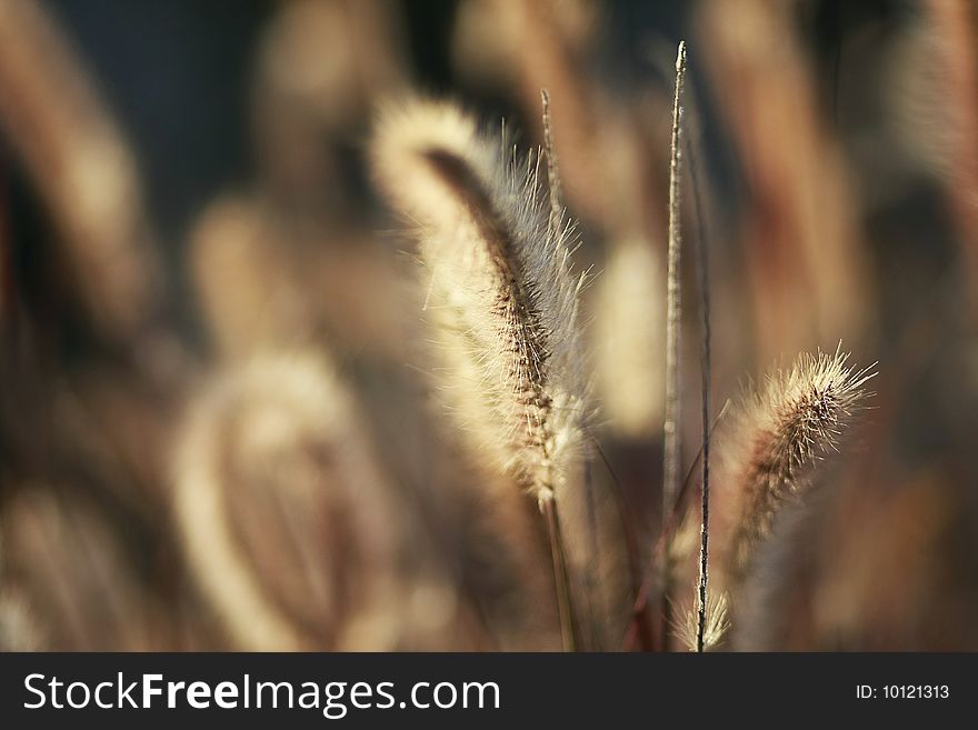 A photo of two grass seeds in focus