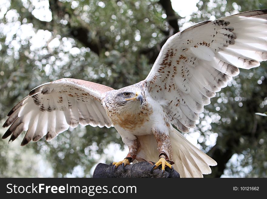 The Castle of Vezio is a bird of prey breeding, nursing and training centre. This is Regina, a ferruginous buzzard, on the hand of the Falconer