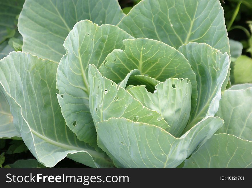 Green cabbage grows in a flower-bed, already a big