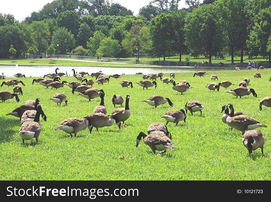 The ducks are eating fresh green grass. The ducks are eating fresh green grass