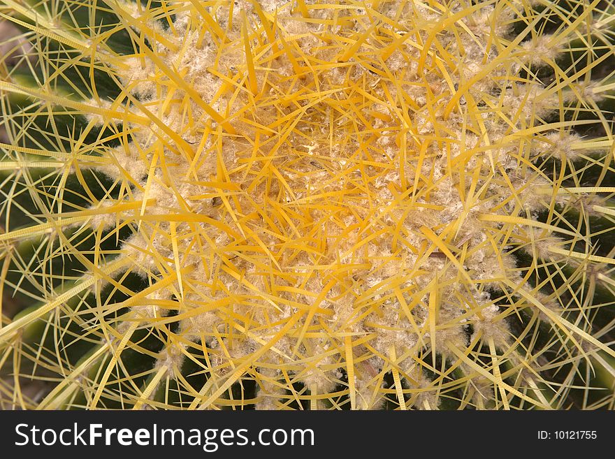 Barrel Cactus, seen looking straight down, with lines and circles of thorns all around it. Barrel Cactus, seen looking straight down, with lines and circles of thorns all around it.