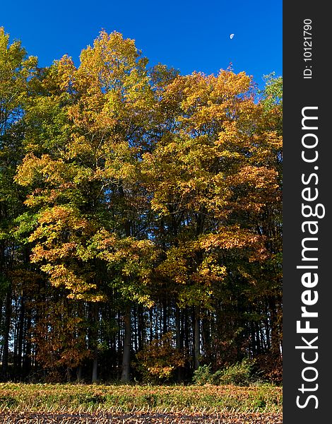 Landscape of a farmland with colorful autumn trees