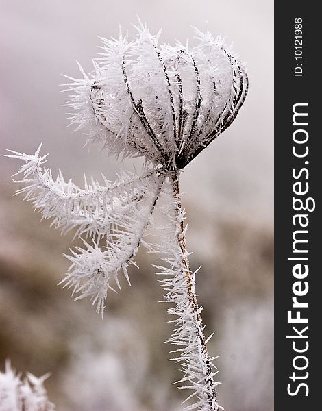 Hoar Frost Or Soft Rime On Plants At A Winter Day