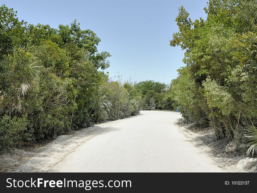 A walking sandy path between trees on an island in the Bahamas. A walking sandy path between trees on an island in the Bahamas