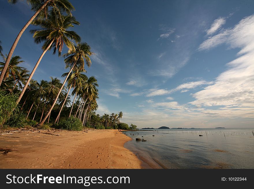 Palms, Sand And Ocean