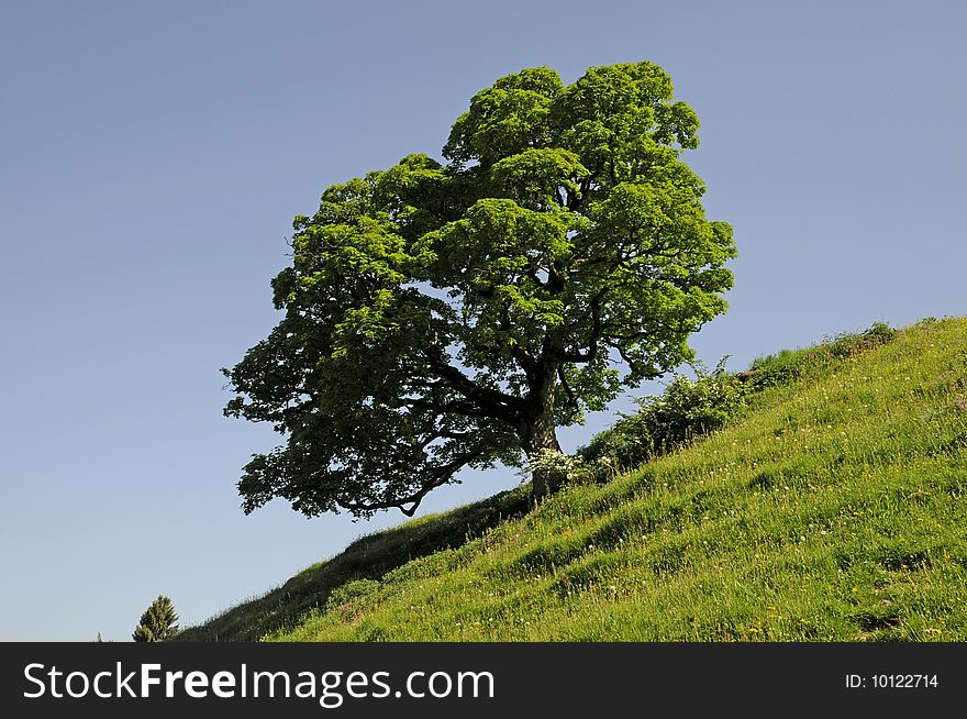 Maple tree at a meadow in Switzerland