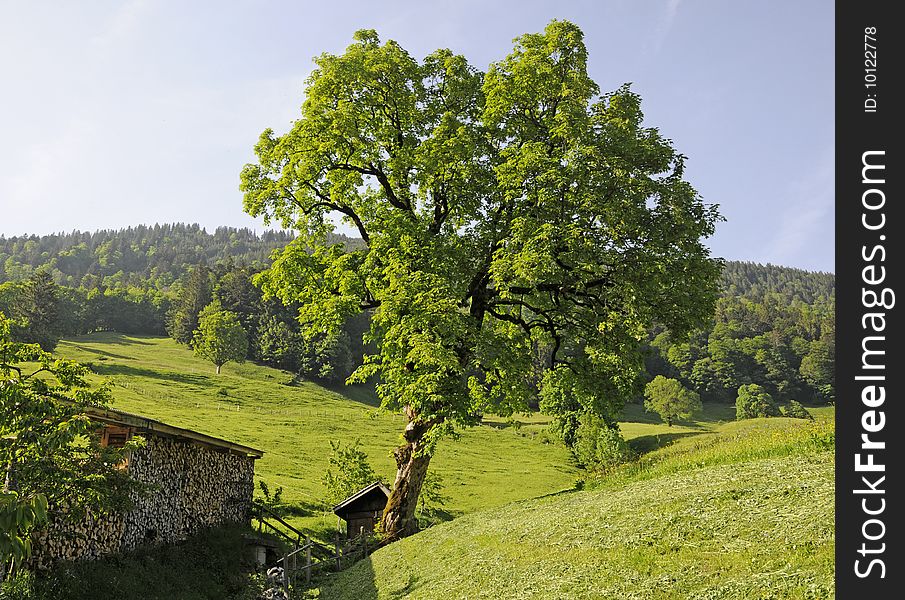 Maple tree at Niederurner Tal, Switzerland