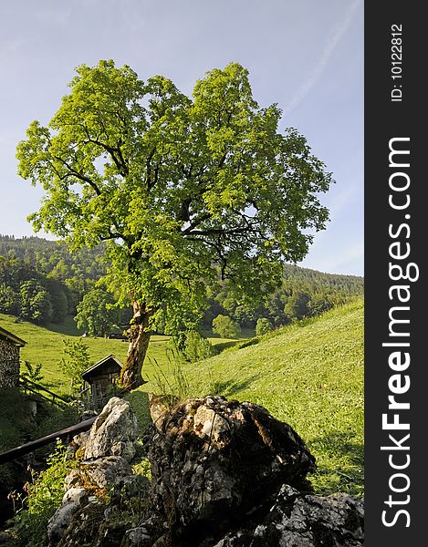 Maple tree in Niederurner Tal, Switzerland