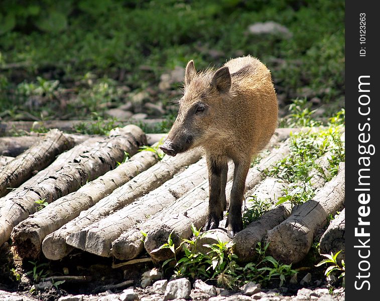 Wild small pig having relax in the forest. Wild small pig having relax in the forest.