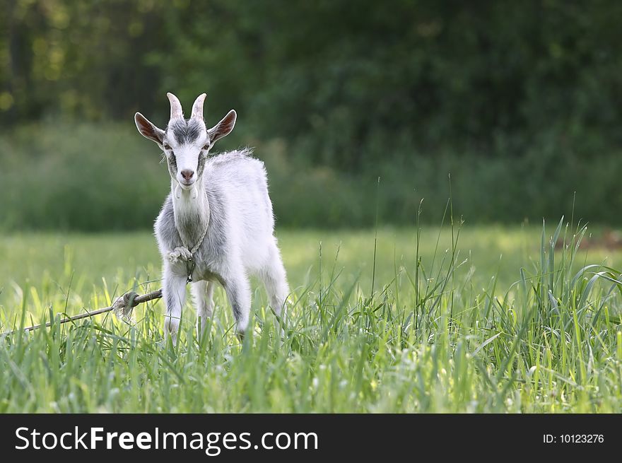 Cute goat in the green pasture looking at the camera. Cute goat in the green pasture looking at the camera