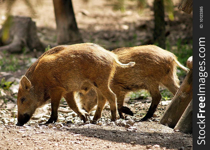 Wild small pigs having fun in the forest. Wild small pigs having fun in the forest.