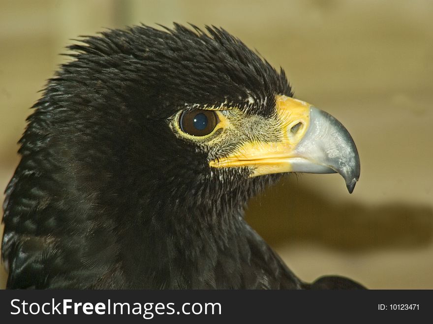 Portrait of the Verreaux's Eagle looking to the right.