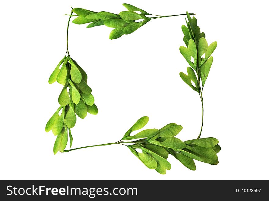 Frame from maple seeds isolated on white background