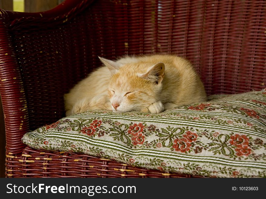 Sleeping cat on willow armchair