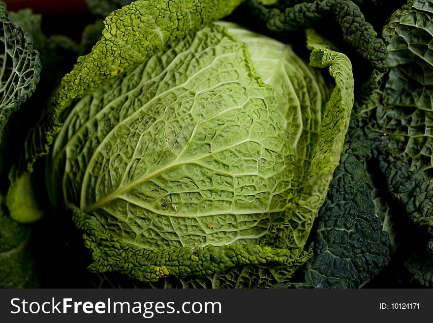 Green cabbage leafs close up