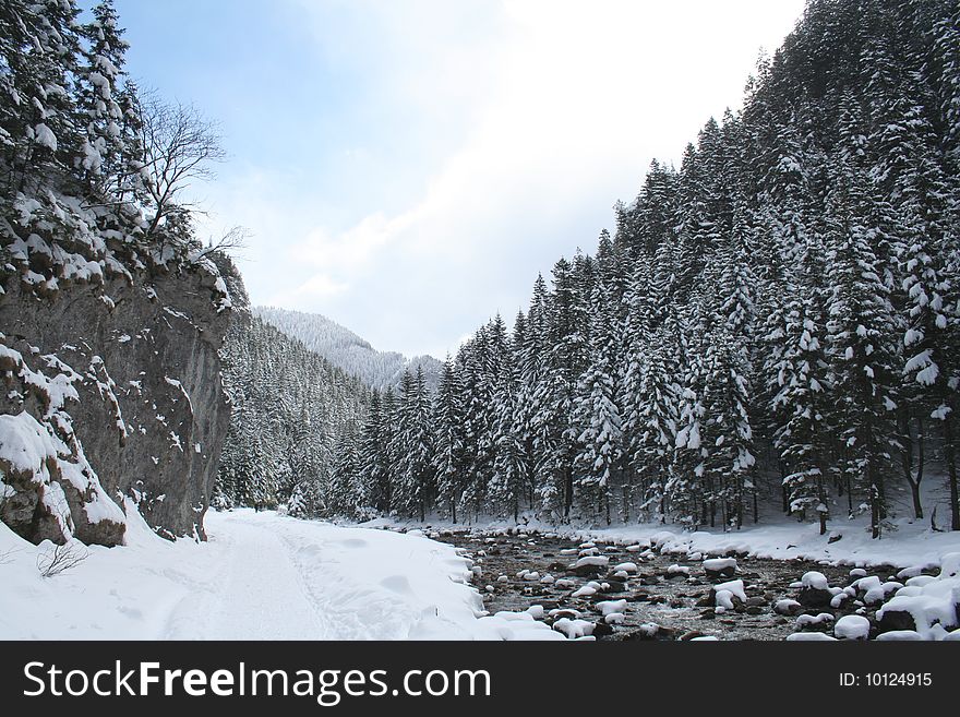 Snow and trees - Tatra mountains