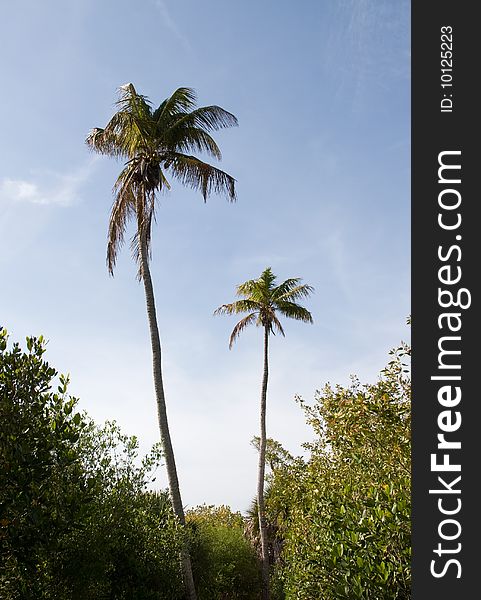 Palm trees with beautiful blue sky as background. Palm trees with beautiful blue sky as background