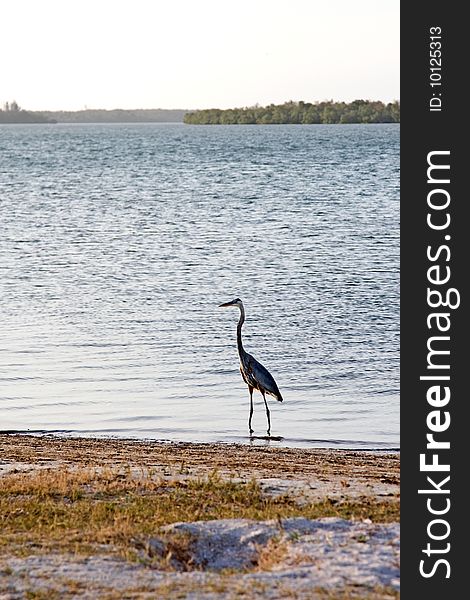 Blue Heron searching food on Gulf of Mexico