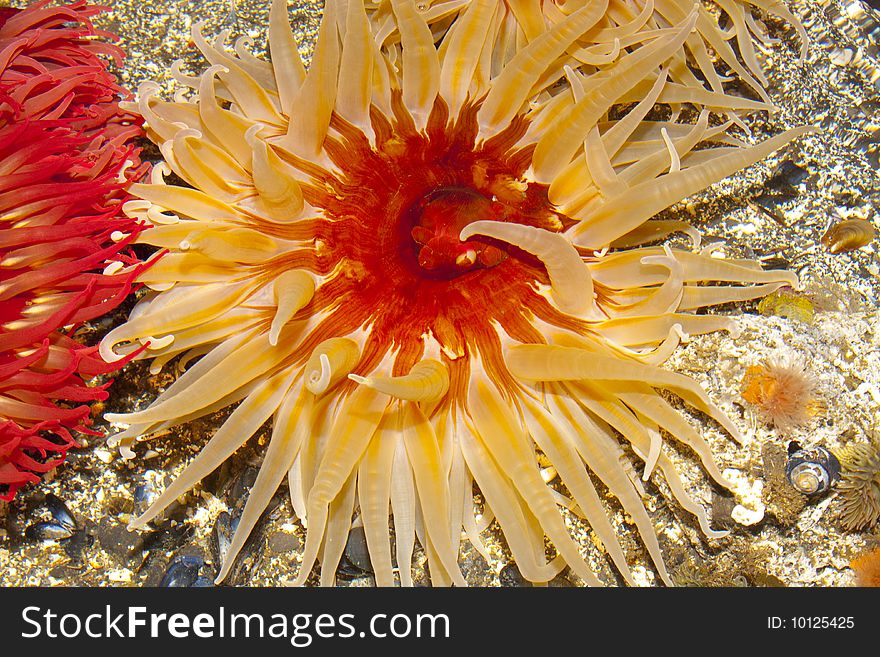 Beautiful sea life up close, this Urchin is a beautiful orange color. Beautiful sea life up close, this Urchin is a beautiful orange color.