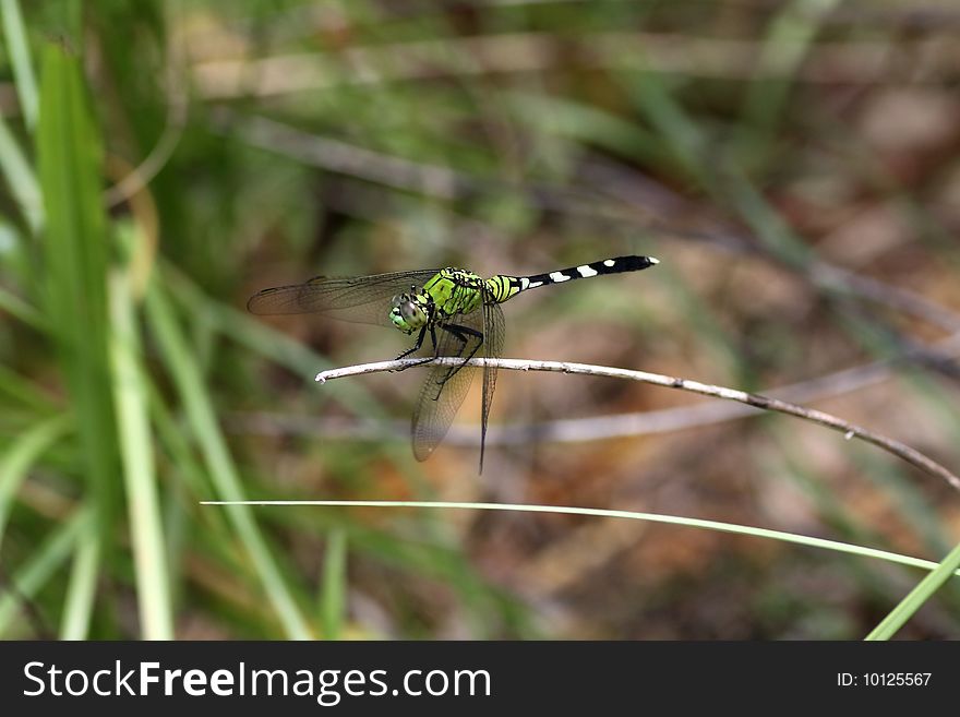 Dragonfly close up with a green background